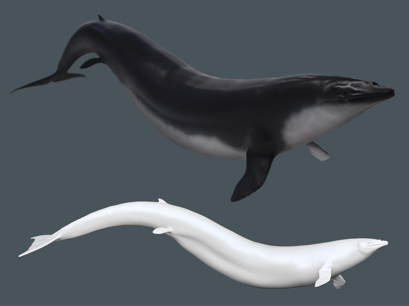 Basilosaurus