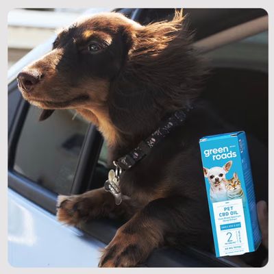 Pet CBD Oils