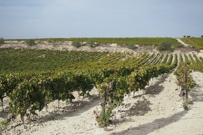 SPAIN Jerez