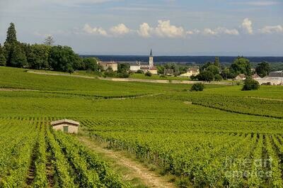 FRANCE Burgundy - Cote de Beaune - Aloxe Corton