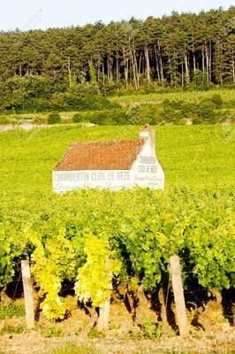 FRANCE Burgundy - Cote de Nuits - Gevrey Chambertin