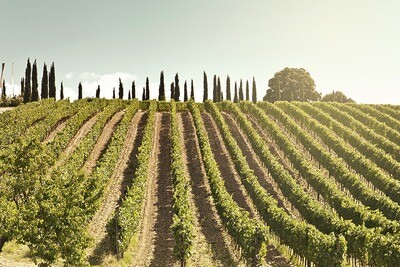 ITALY Piedmont - Barbaresco