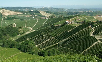 ITALY Piedmont - Barbera D&#39;Alba