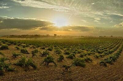 SPAIN Toro