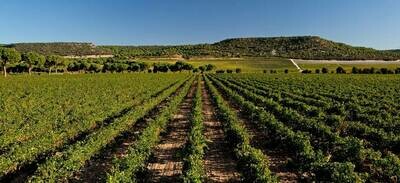 SPAIN Ribera del Duero