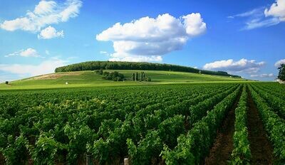 FRANCE Burgundy - Maconnais - Macon Lugny-Aze