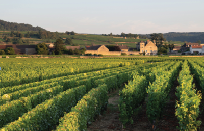 FRANCE Burgundy - Cote de Beaune - Puligny Montrachet