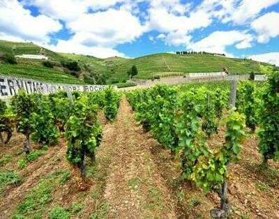 Northern Rhone