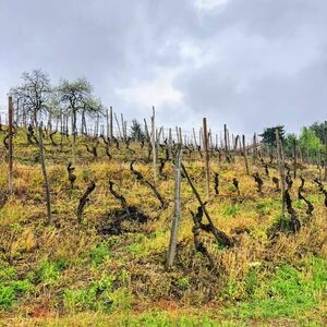 ITALY Moscato d&#39;Asti