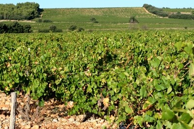 FRANCE  Southern Rhone - Chateauneuf du Pape