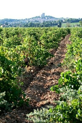 FRANCE Southern Rhone - Chateauneuf du Pape