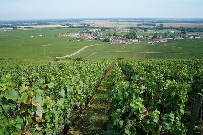 FRANCE Burgundy - Cote de Nuits - Vosne Romanee