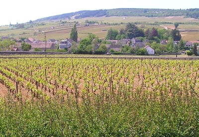 FRANCE Burgundy - Cote de Beaune - Meursault