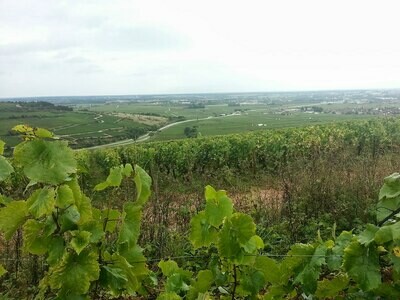 FRANCE Burgundy - Cote de Beaune - Chassagne Montrachet