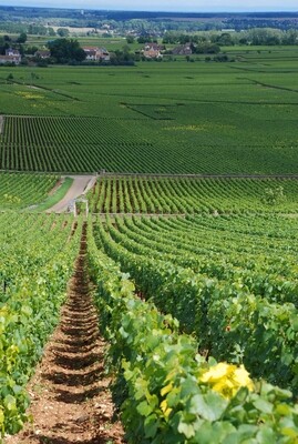 FRANCE Burgundy - Cote de Beaune - Montrachet