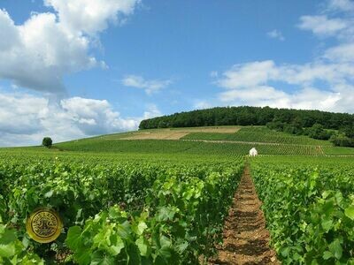 FRANCE Burgundy - Cote de Beaune - Corton Charlemagne