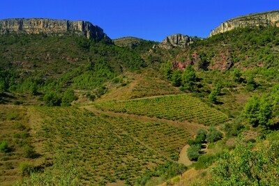 SPAIN Montsant
