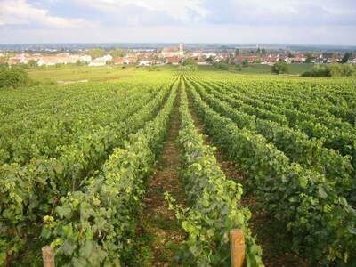 FRANCE Burgundy - Cote de Nuits - Marsannay