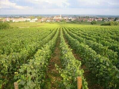 FRANCE Burgundy - Cote de Nuits - Marsannay
