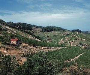 FRANCE Northern Rhone - Cornas