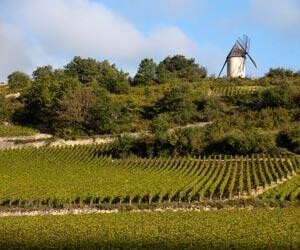 FRANCE Burgundy - Cote de Nuits - Santenay