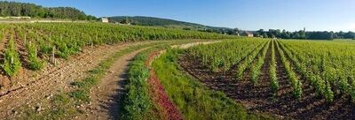 FRANCE Burgundy - Cote de Nuits - Mazis-Chambertin