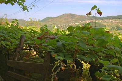 PORTUGAL Vinho Verde - Minho