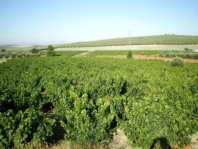 SPAIN Montilla-Moriles