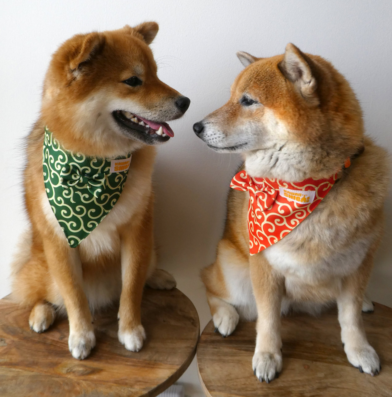 Shiba Inu ventral Dog Bandana Green