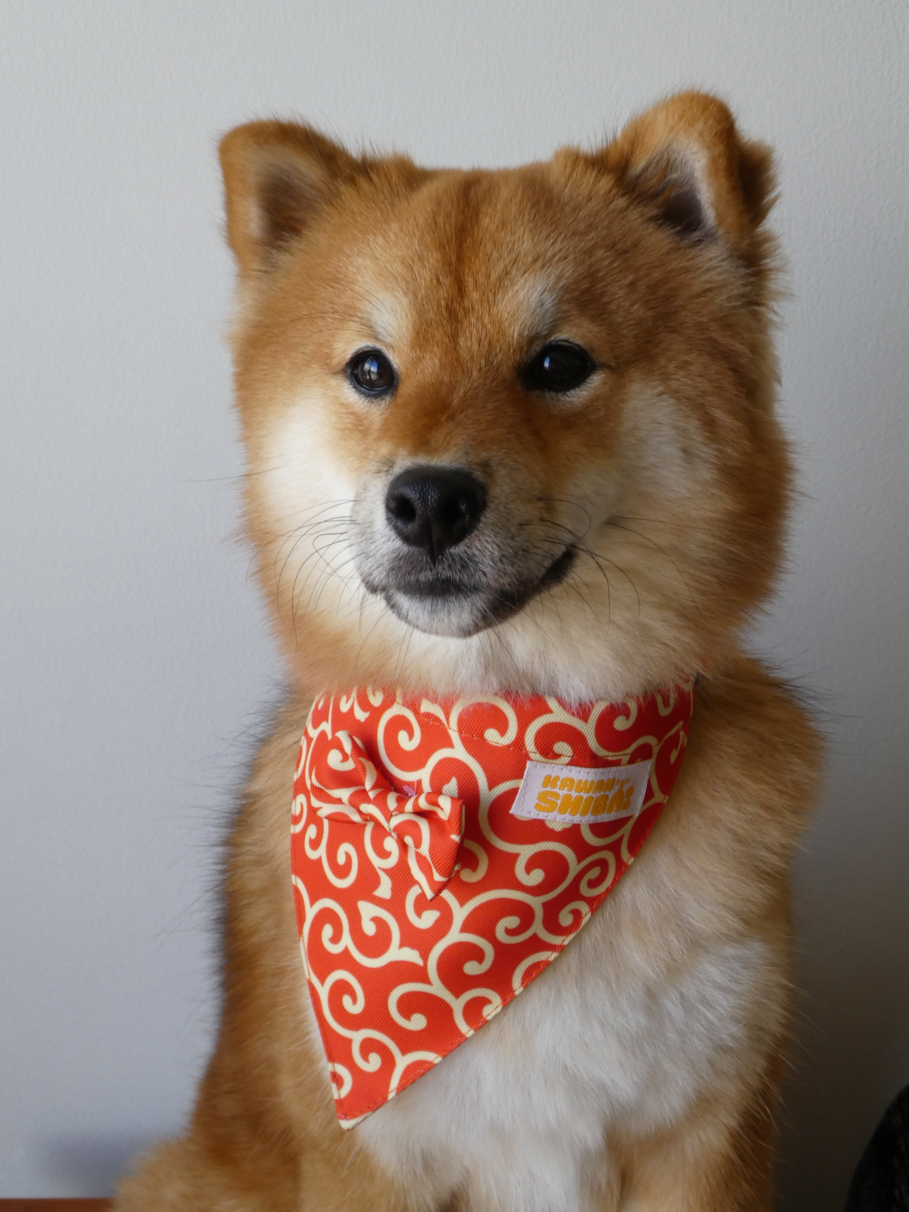 karakusa bandana shiba