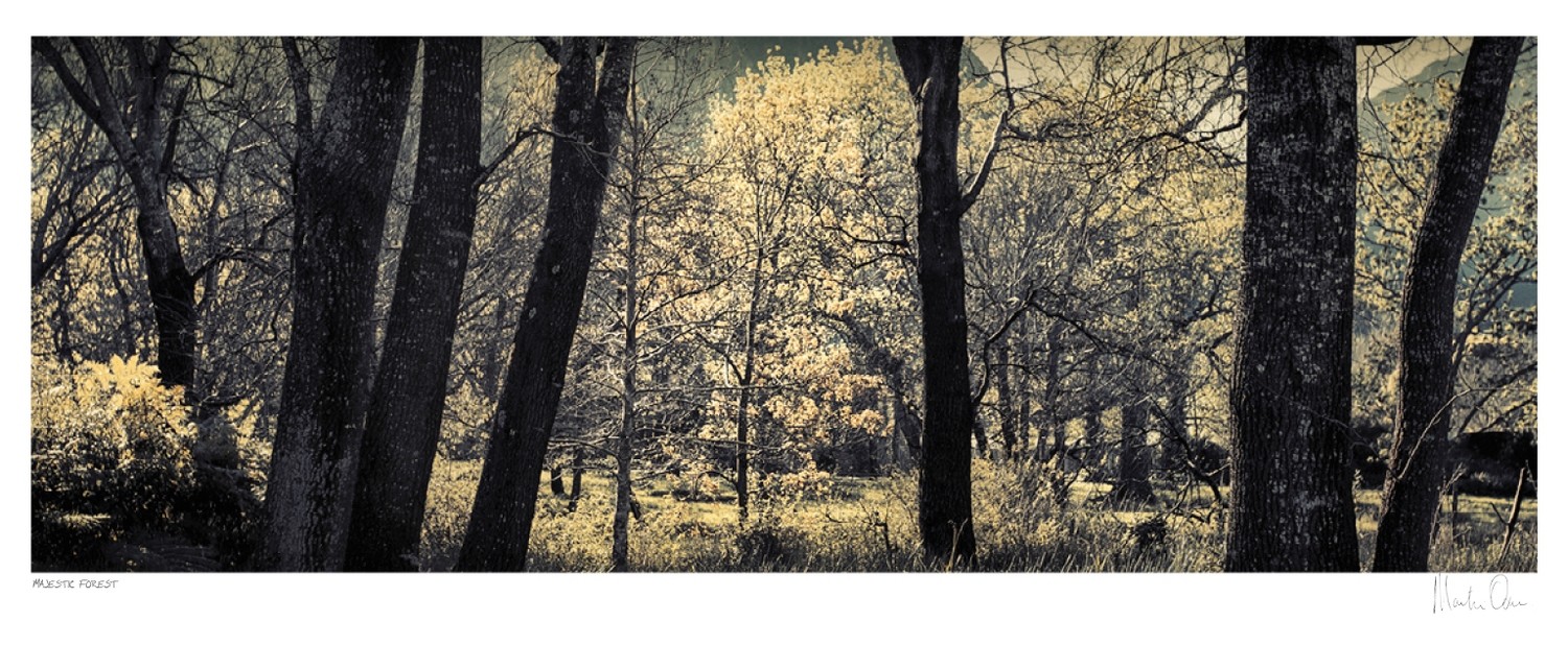 Majestic Sacred Forest - Newlands | Martin Osner Majestic Sacred Forest - Newlands | Martin Osner