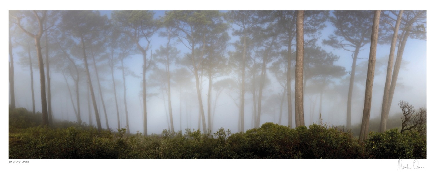 Majestic Forest - Signal Hill | Martin Osner Majestic Forest - Signal Hill | Martin Osner