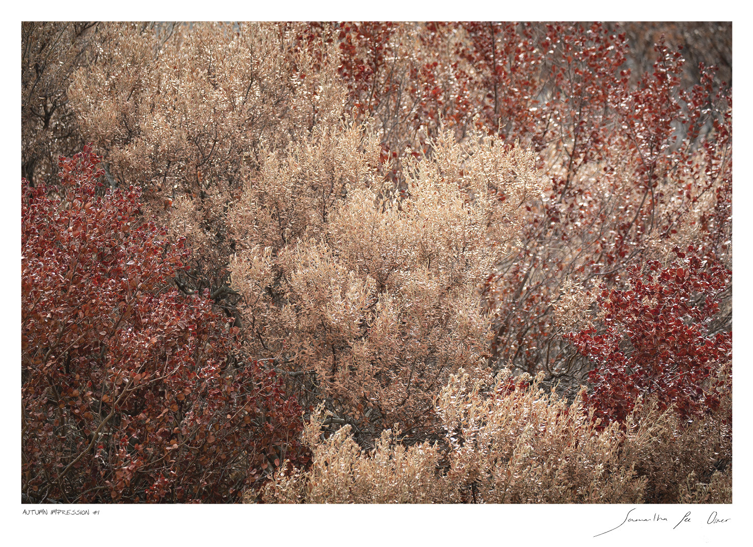 Autumn Impression No.1 | Samantha Lee Osner Autumn Impression No.1 | Samantha Lee Osner