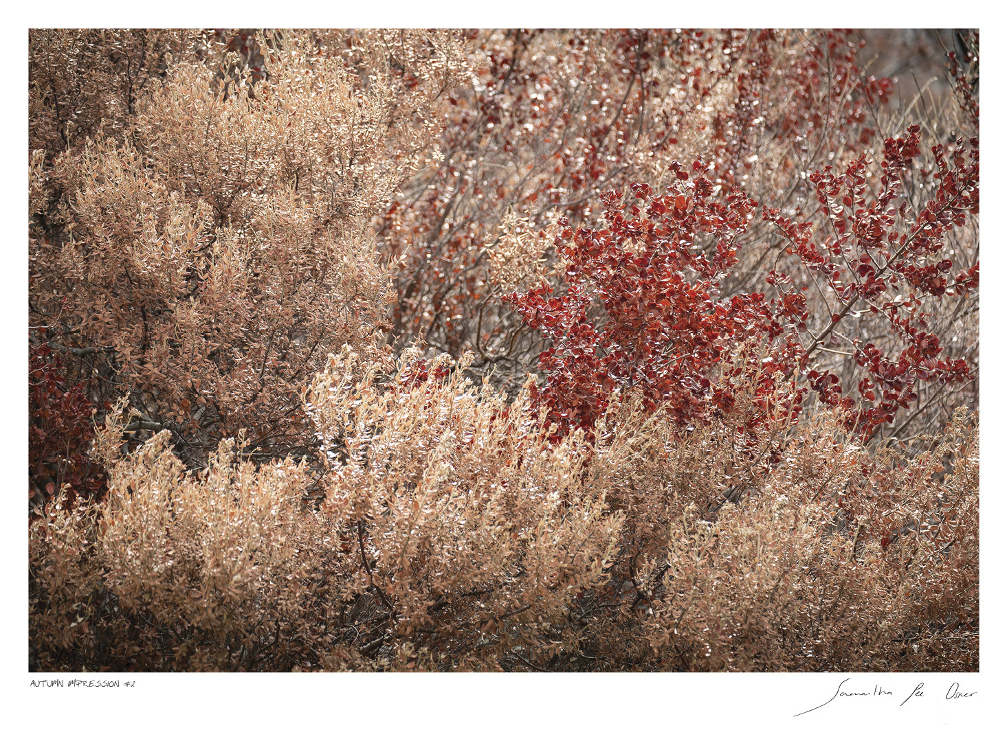 Autumn Impression No.2 | Samantha Lee Osner Autumn Impression No.2 | Samantha Lee Osner
