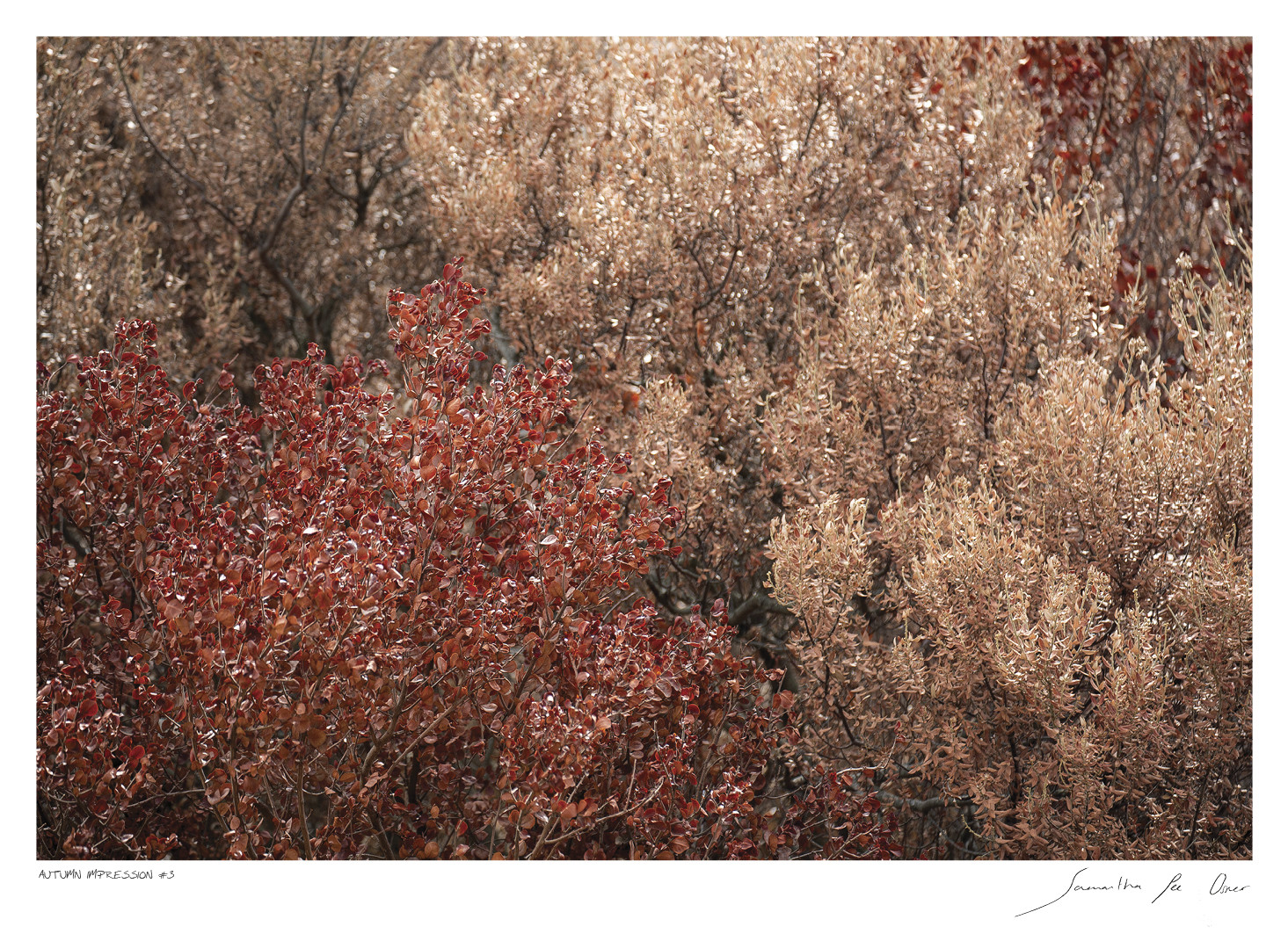 Autumn Impression No.3 | Samantha Lee Osner Autumn Impression No.3 | Samantha Lee Osner