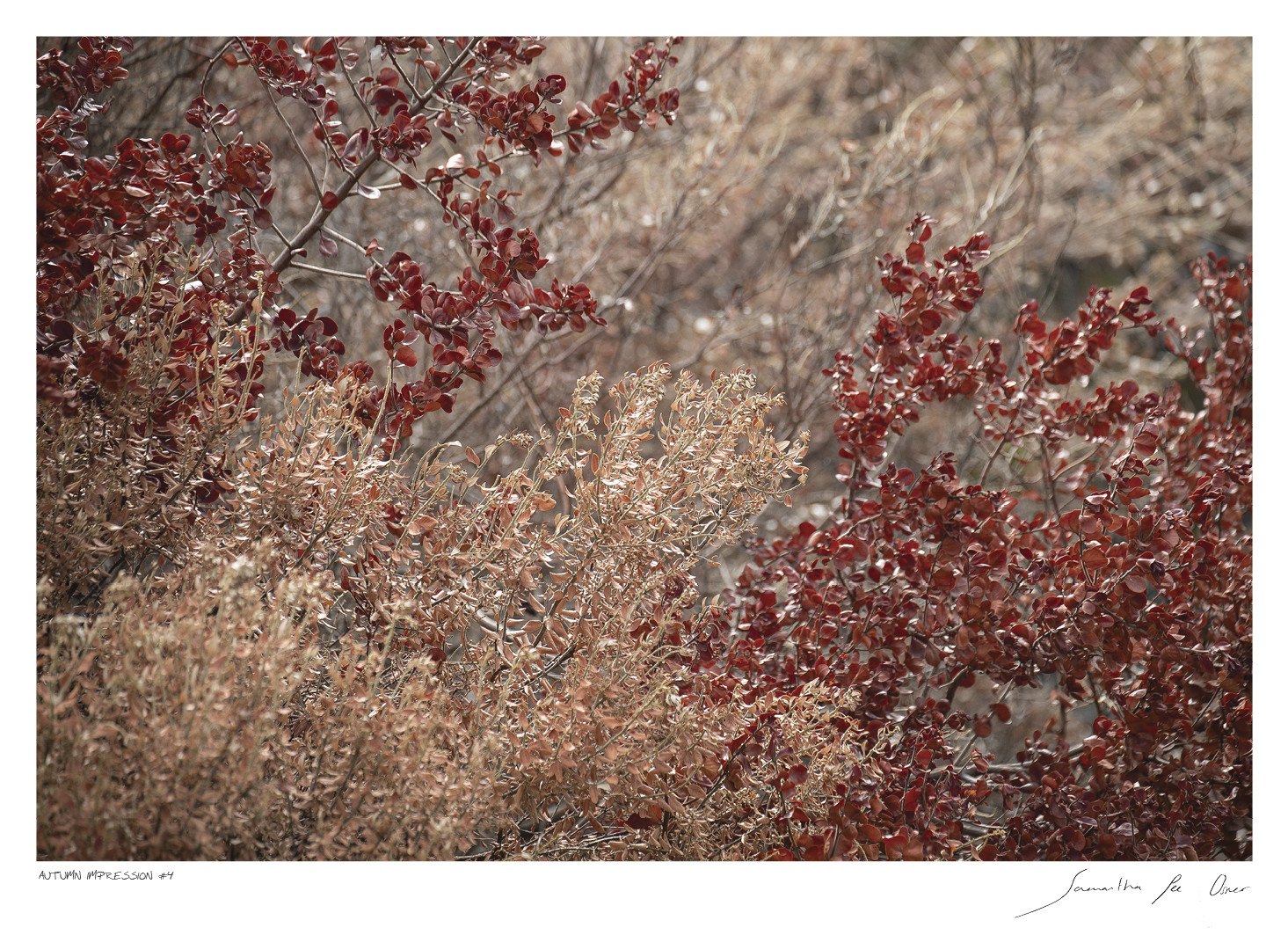 Autumn Impression No.4 | Samantha Lee Osner Autumn Impression No.4 | Samantha Lee Osner