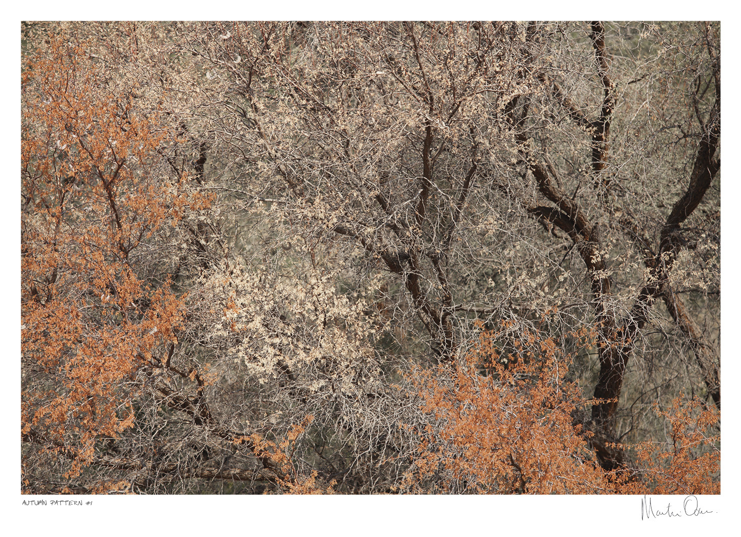 Autumn Pattern No.1 | Martin Osner Autumn Pattern No.1 | Martin Osner