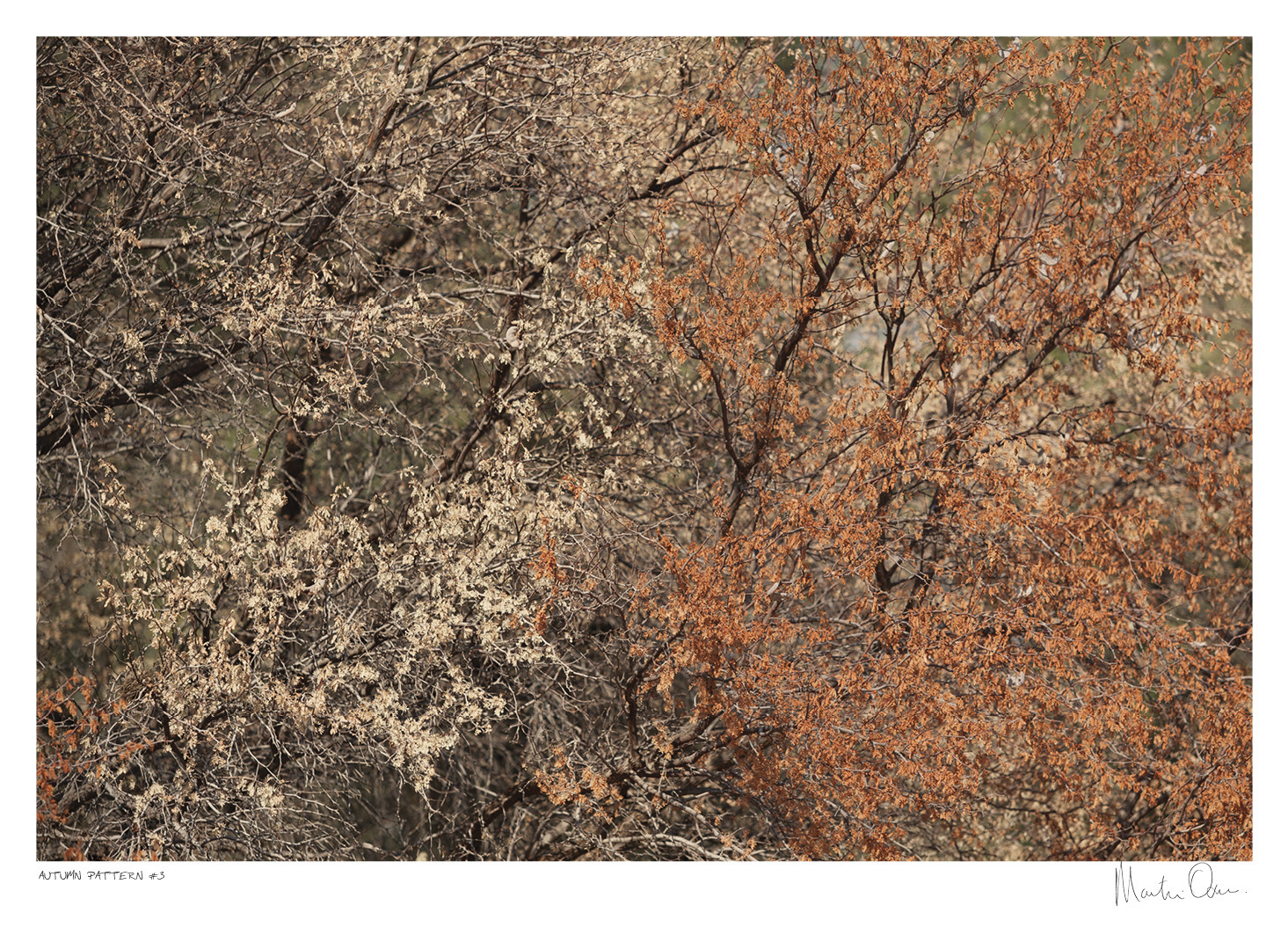 Autumn Pattern No.3 | Martin Osner Autumn Pattern No.3 | Martin Osner