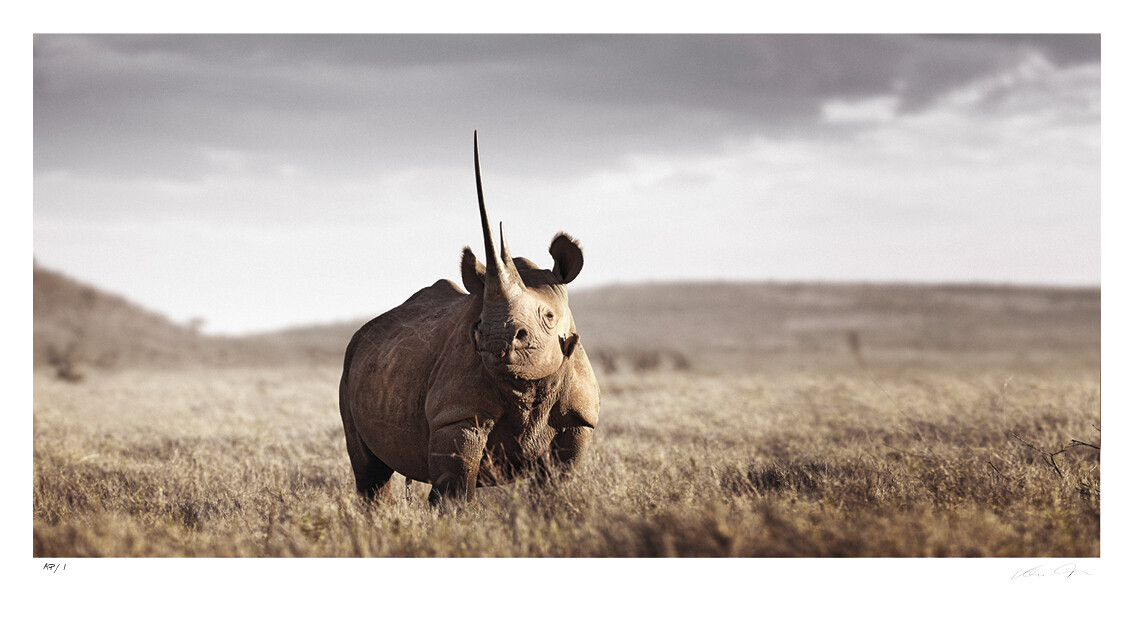 Monarch of Lewa No.1 | Ltd Ed | Klaus Tiedge Monarch of Lewa No.1 | Ltd Ed | Klaus Tiedge