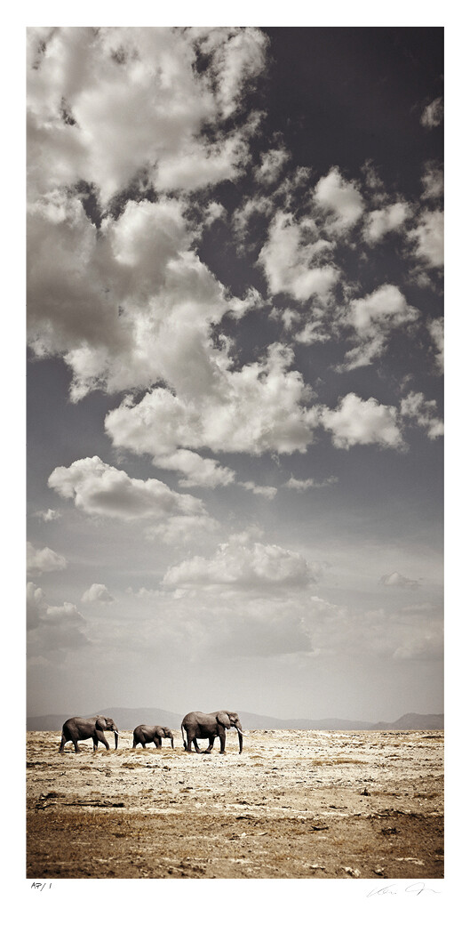 Crossing at Amboseli | Ltd Ed | Klaus Tiedge Crossing at Amboseli | Ltd Ed | Klaus Tiedge