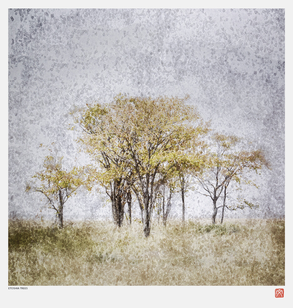 African Crystal | Etosha Trees | Fumi Hirai African Crystal | Etosha Trees | Fumi Hirai