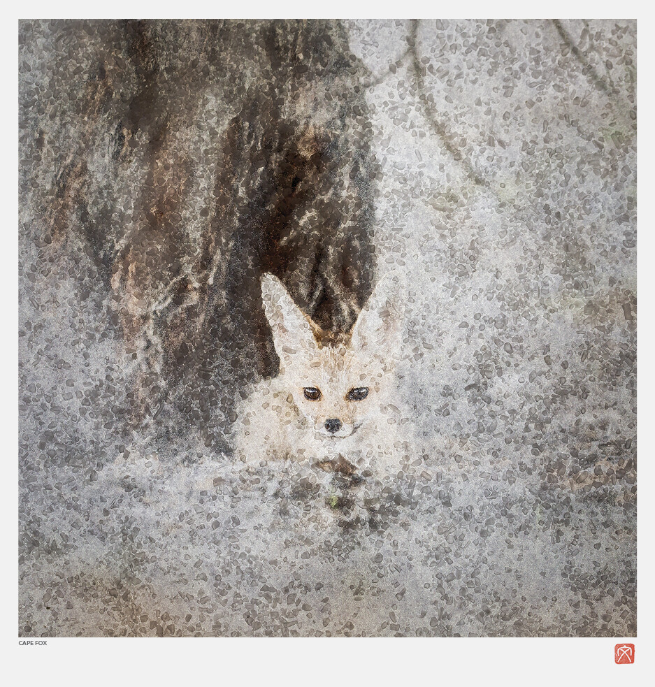 African Crystal | Cape Fox | Fumi Hirai African Crystal | Cape Fox | Fumi Hirai