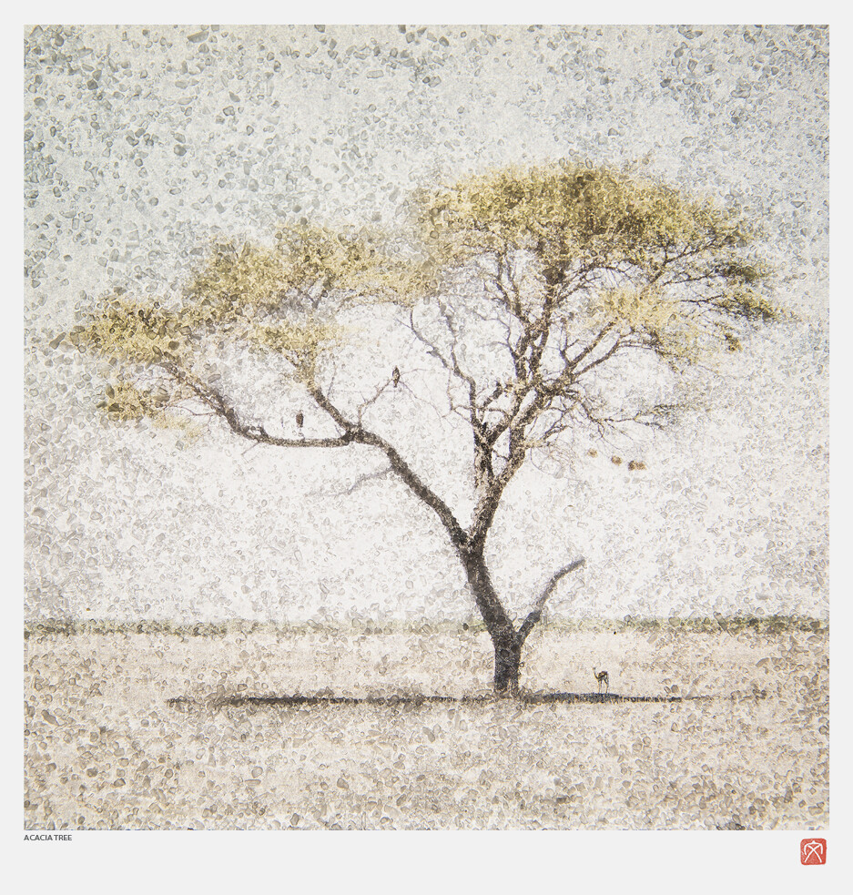 African Crystal | Acacia Tree | Fumi Hirai African Crystal | Acacia Tree | Fumi Hirai