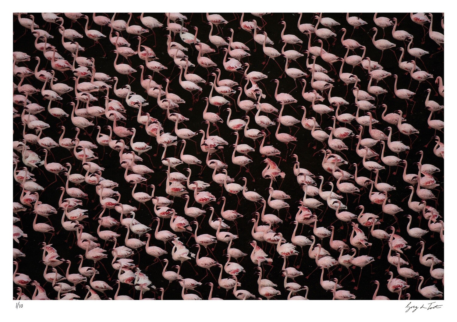 Patterns of Africa | Stand of Flamingos | Ed 10 | Greg Du Toit Patterns of Africa | Stand of Flamingos | Ed 10 | Greg Du Toit