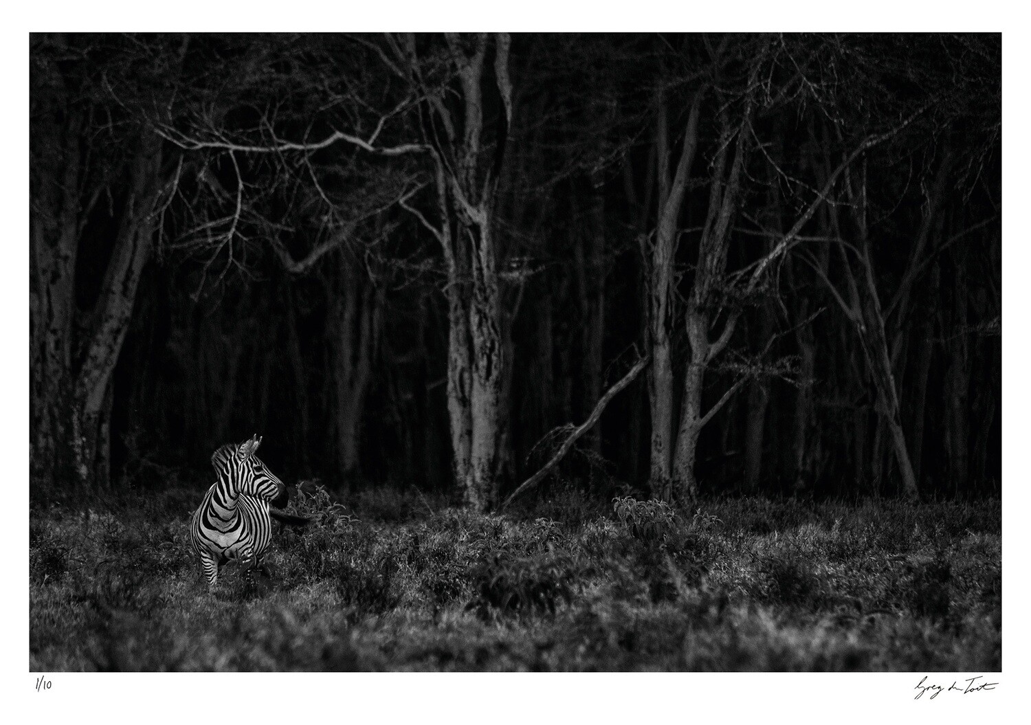 Classic Collection - Zebra Forest | Ed 10 | Greg Du Toit Classic Collection - Zebra Forest | Ed 10 | Greg Du Toit