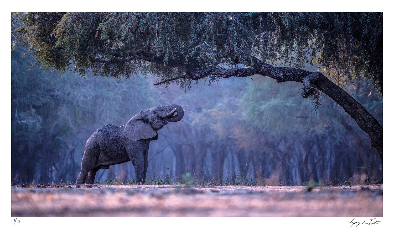 Classic Collection - Elephant Forest | Ed 10 | Greg Du Toit Classic Collection - Elephant Forest | Ed 10 | Greg Du Toit