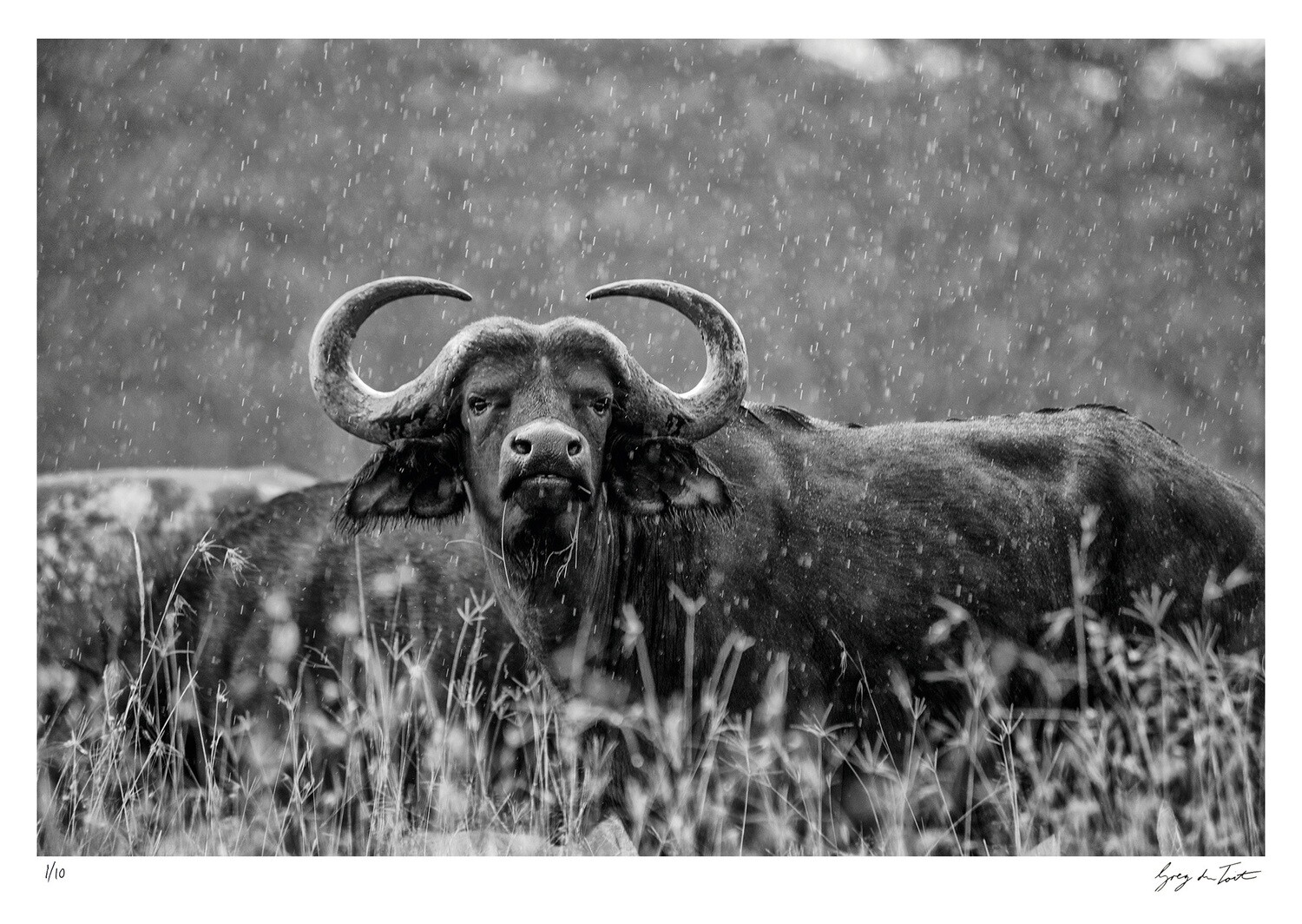 Classic Collection - Buffalo in the Rain | Ed 10 | Greg Du Toit Classic Collection - Buffalo in the Rain | Ed 10 | Greg Du Toit