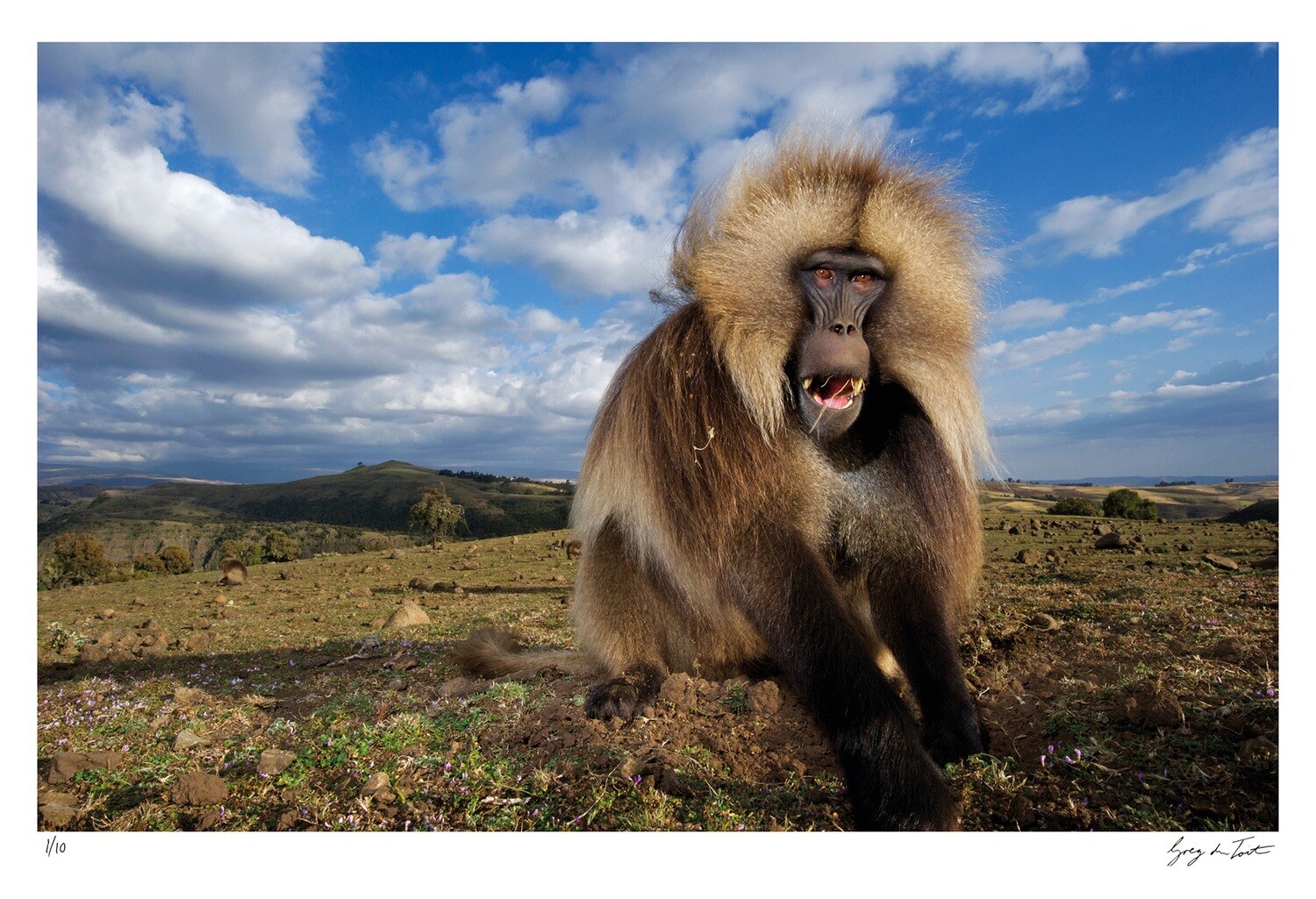 Classic Collection - Gelada Portrait | Ed 10 | Greg Du Toit Classic Collection - Gelada Portrait | Ed 10 | Greg Du Toit