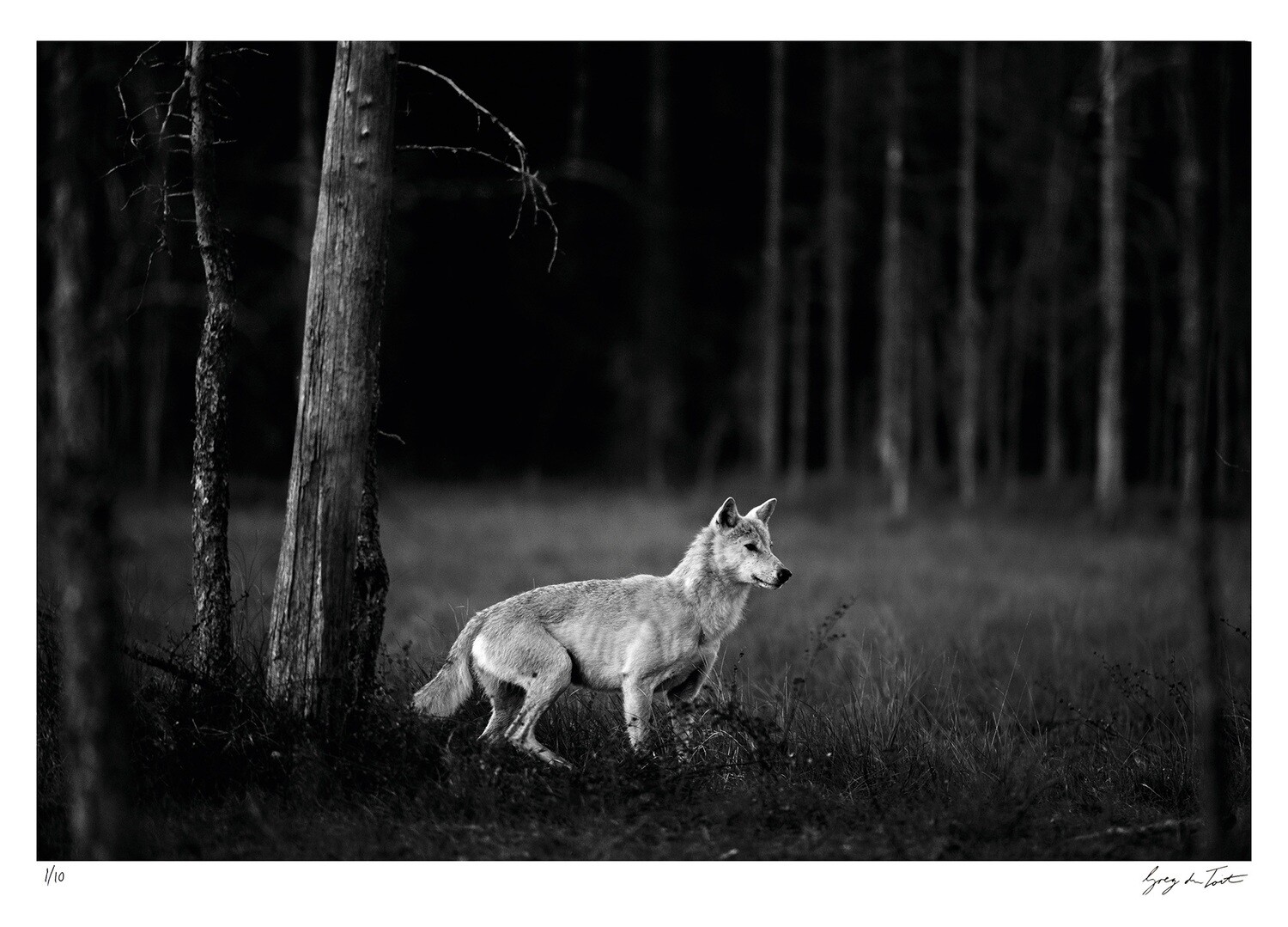 Classic Collection - The White Wolf | Ed 10 | Greg Du Toit Classic Collection - The White Wolf | Ed 10 | Greg Du Toit
