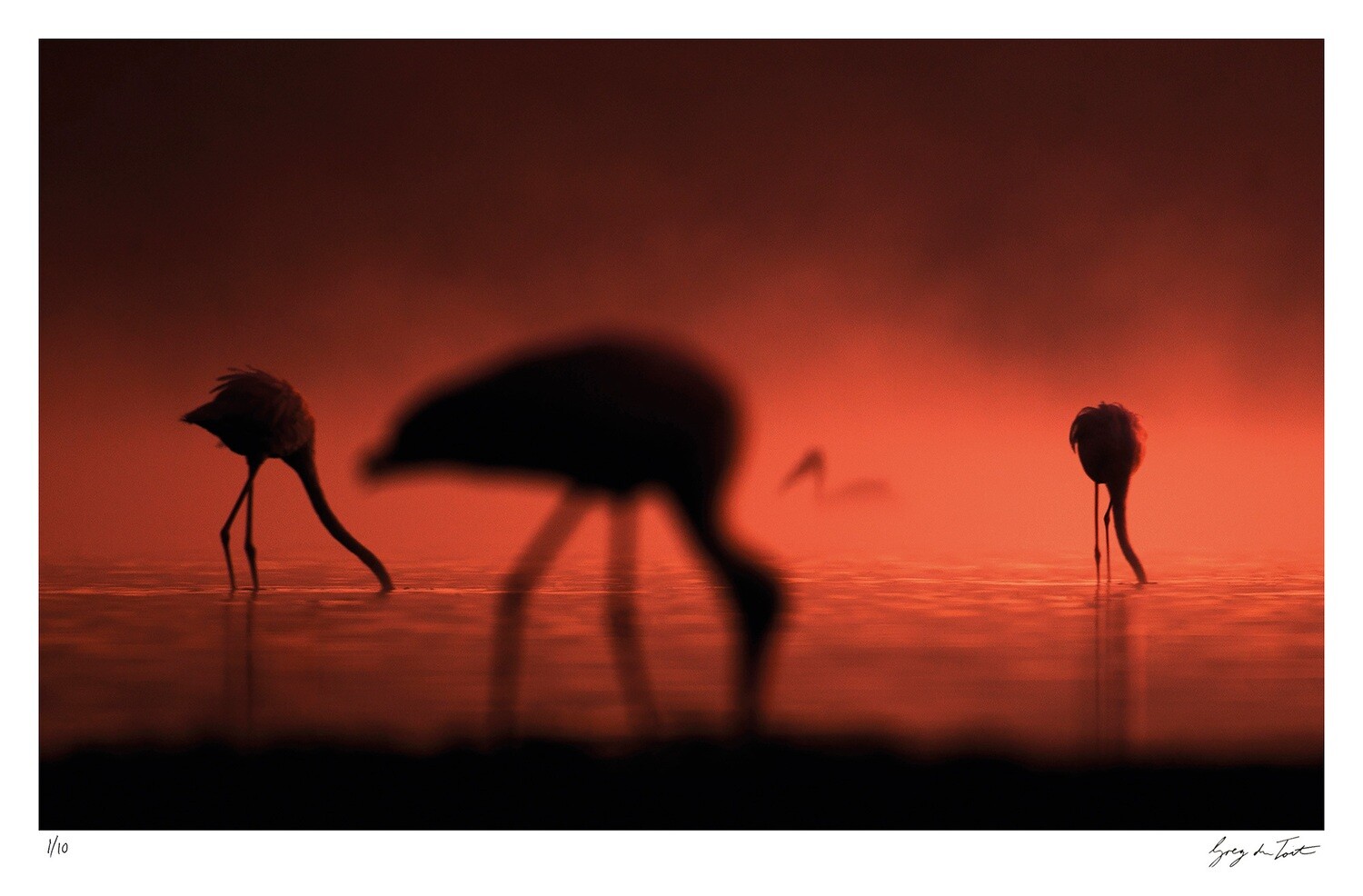 Ethereal Collection - Stork Impressions | Ed 10 | Greg Du Toit Ethereal Collection - Stork Impressions | Ed 10 | Greg Du Toit